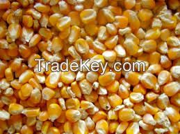 corn