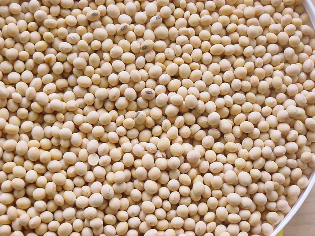 Organic Soybeans