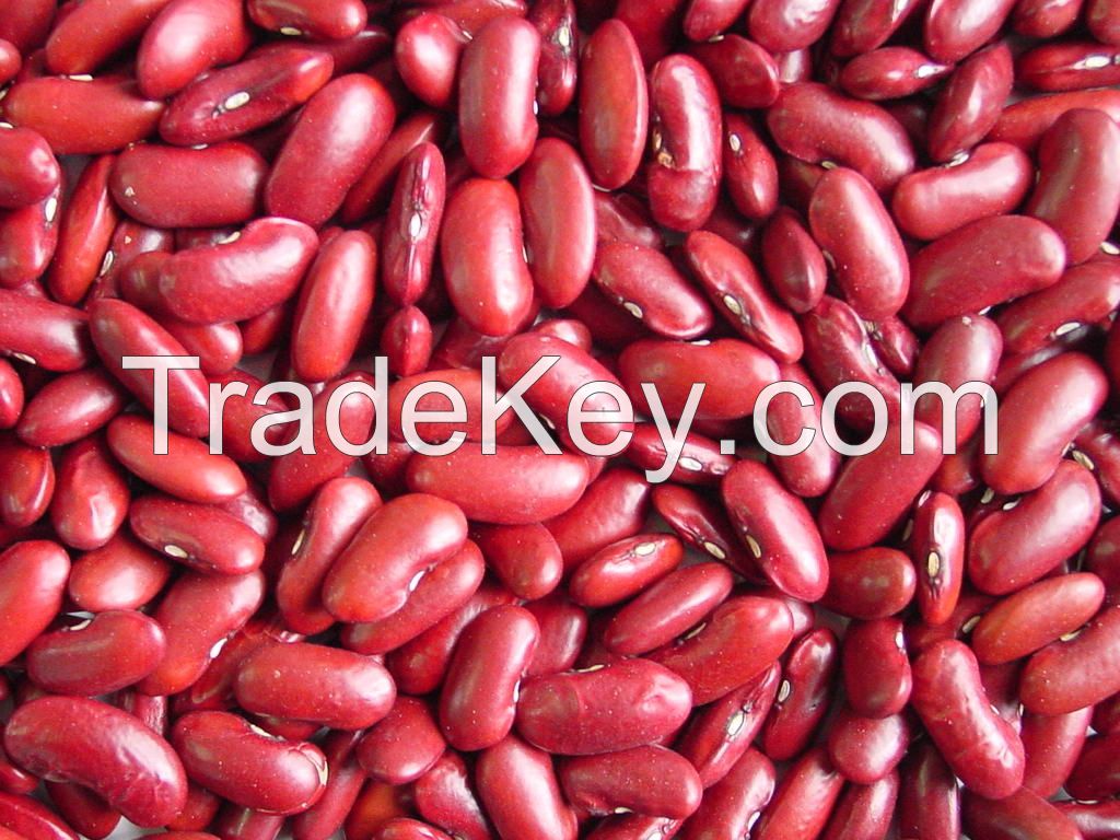 Beans Product