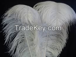 ostrich feather