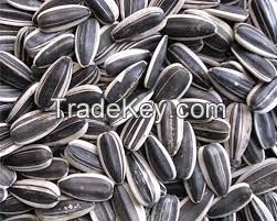 Sunflower Seeds