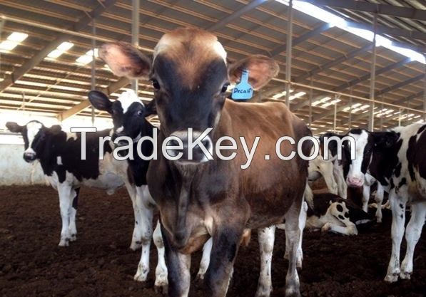 Cattle Sheep And Goats For Sale