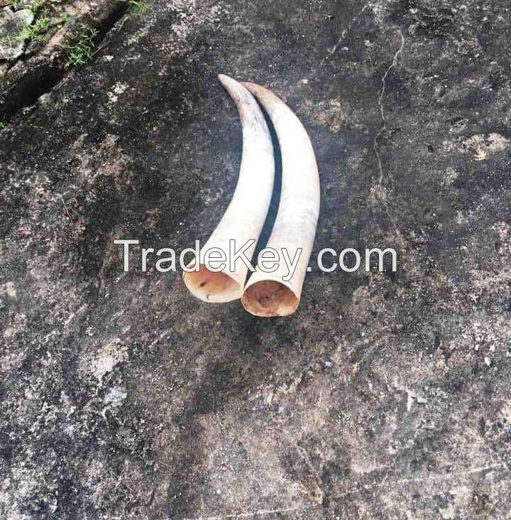 QUALITY OX COW AND BUFFALO HORNS FOR SALE