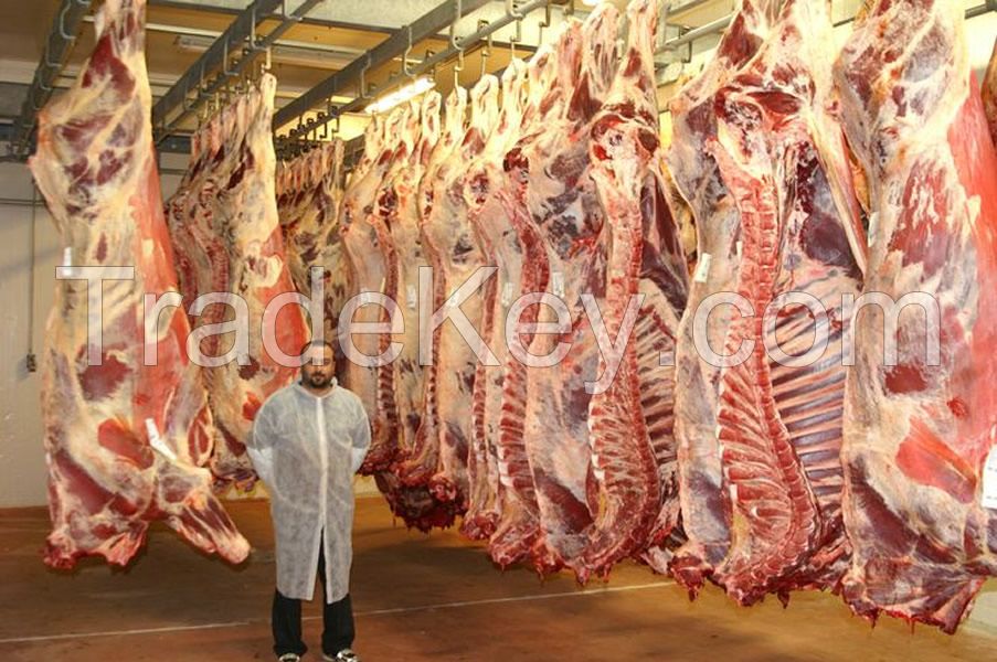 Halal Beef Carcass