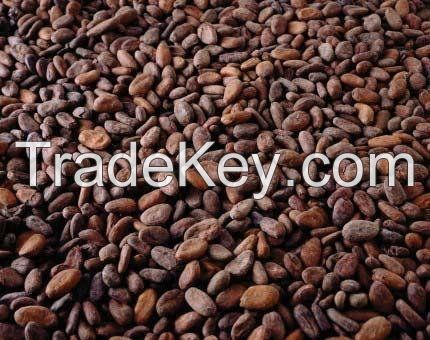 Top Quality West African Roasted Cocoa Beans