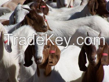 Live Boer Goats