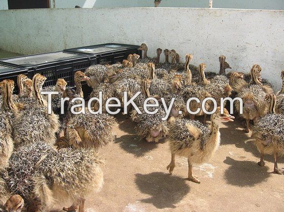 Ostrich chicks