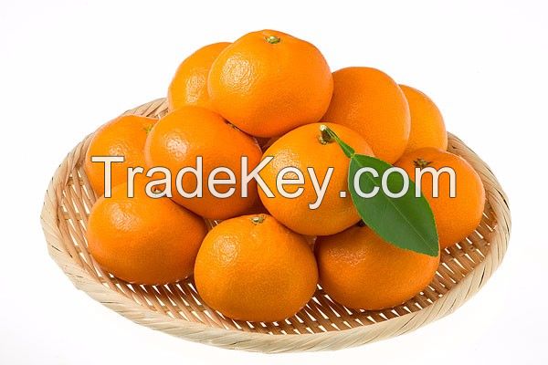 Fresh Mandarin Orange