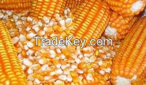 High-grade fine sweet yellow corn