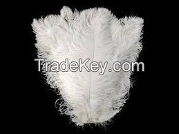 White Ostrich Feather/wholesale ostrich feathers