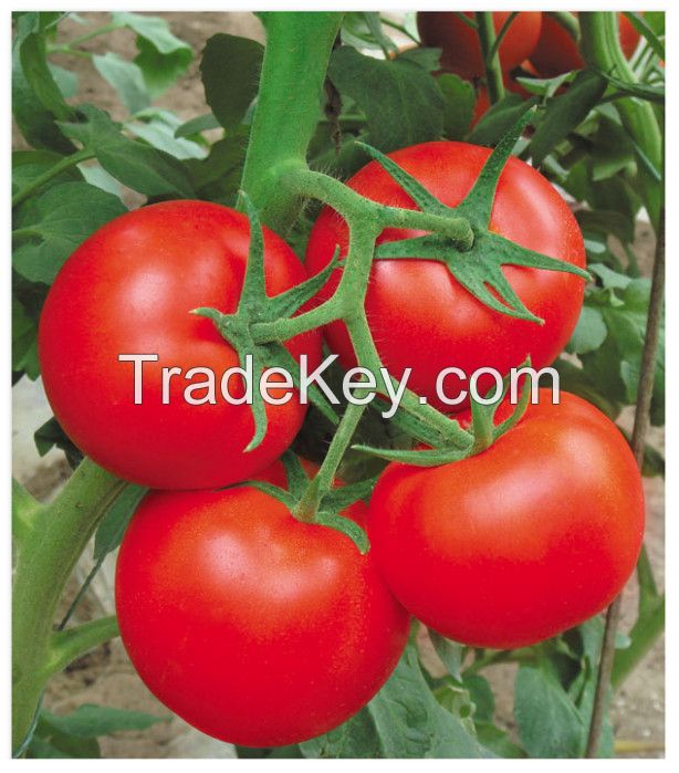 Hybrid F1 organic vegetable tomato seeds prices