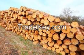PINE WOOD LOGS FOR SALE