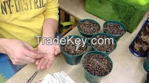 High germination F1 hybrid Geranium seeds for planting