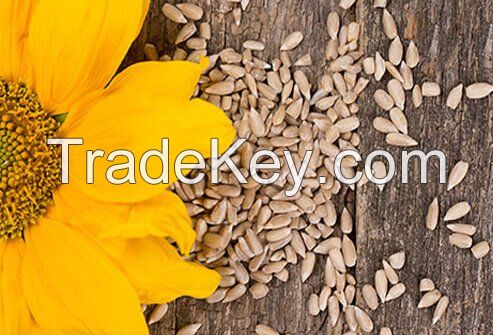 Sunflower seeds kernel in stock