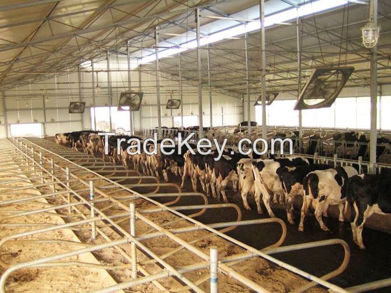 Cattle Free Stall