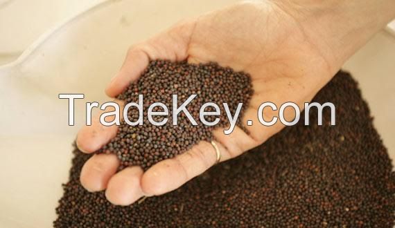 Quality Canola Seeds