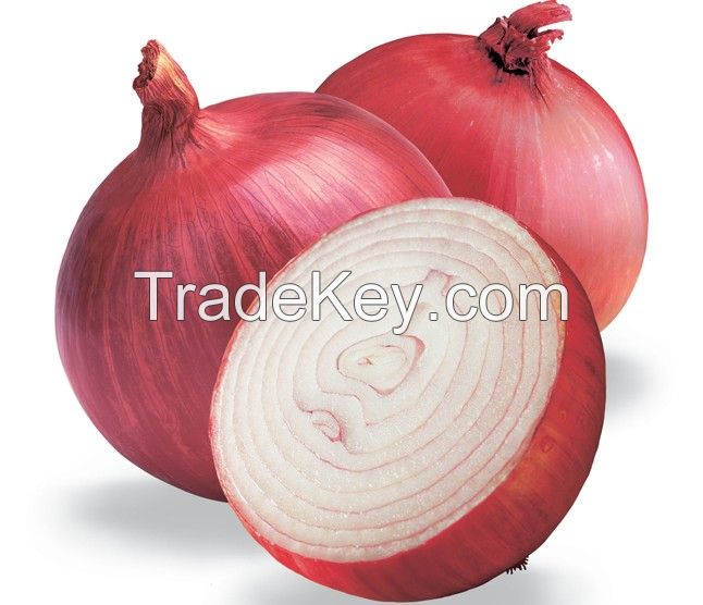 Fresh Red Onion for Export
