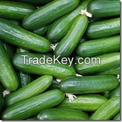 High Quality Fresh organic Cucumber