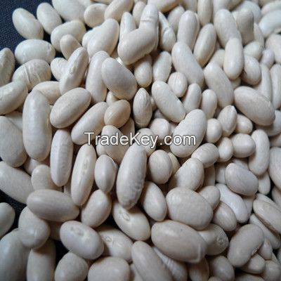Good White Kidney Beans with excellent quality