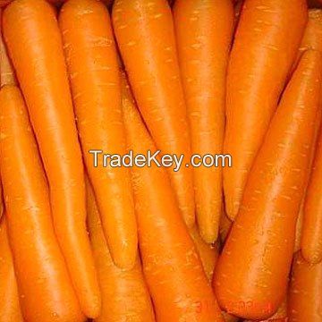 Premium Fresh Carrots for Sale