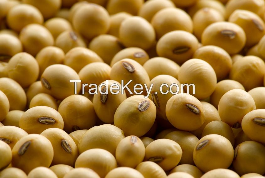 High Quality Soybeans