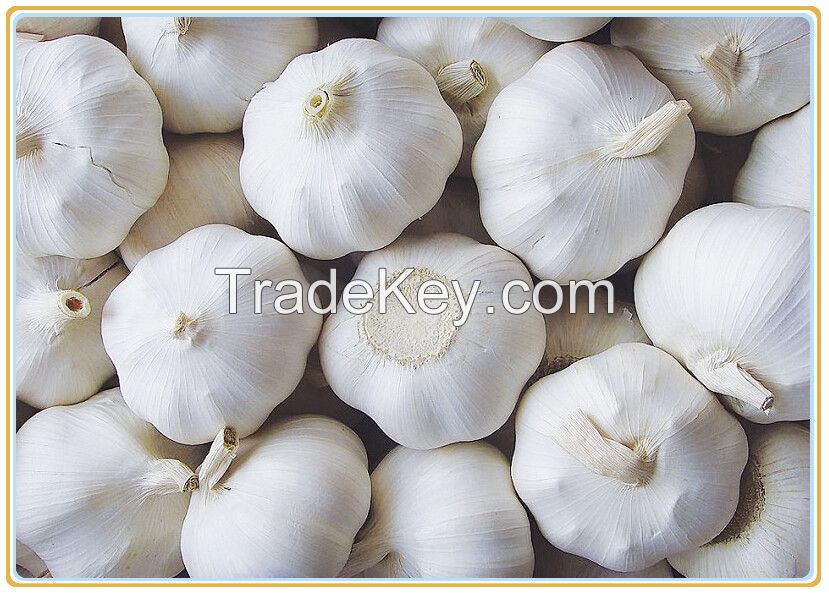 Brand new fresh normal white and pure white garlic with great price