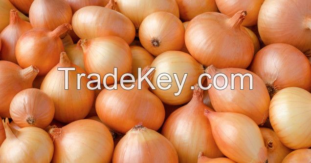 Fresh Onions Export Quality