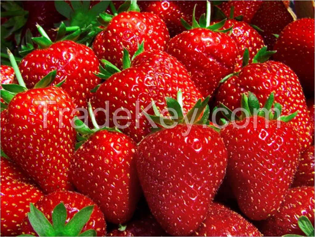 Fresh Strawberry fruits for Sale