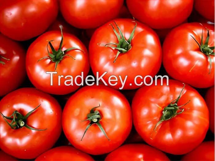 High Quality Whole Fresh Tomatoes