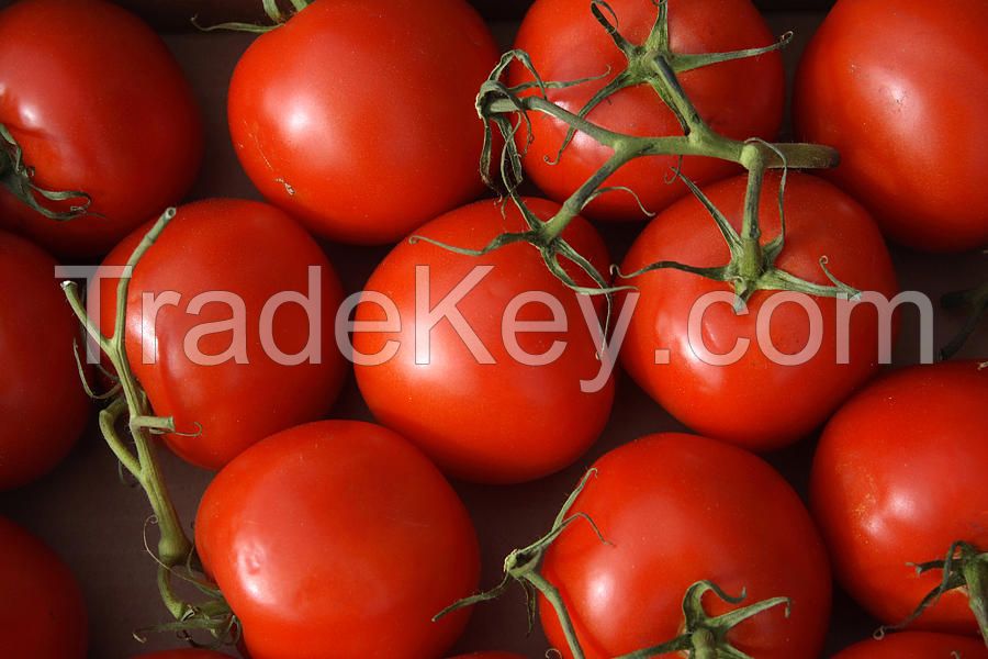 Fresh Tomato From Farm Available