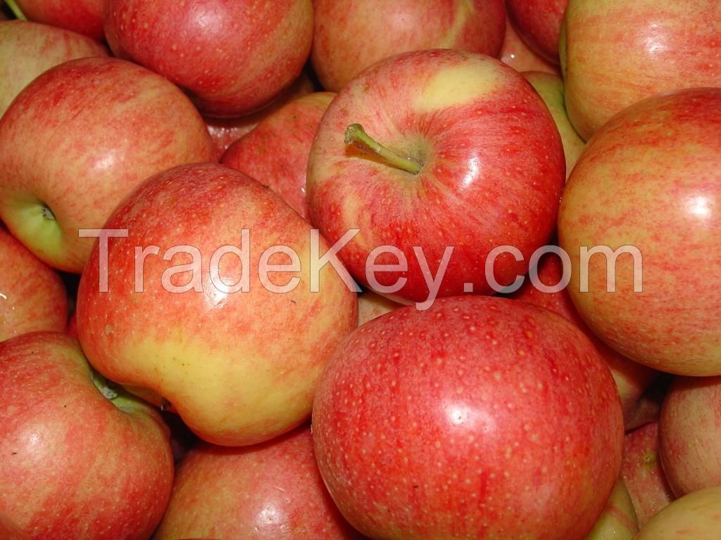 Best fresh apple fruit for sale