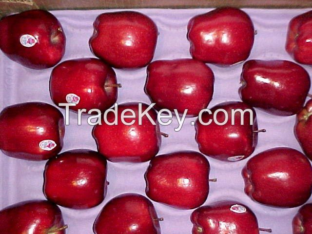 Cheap Red Fresh Apple fruit from Europe