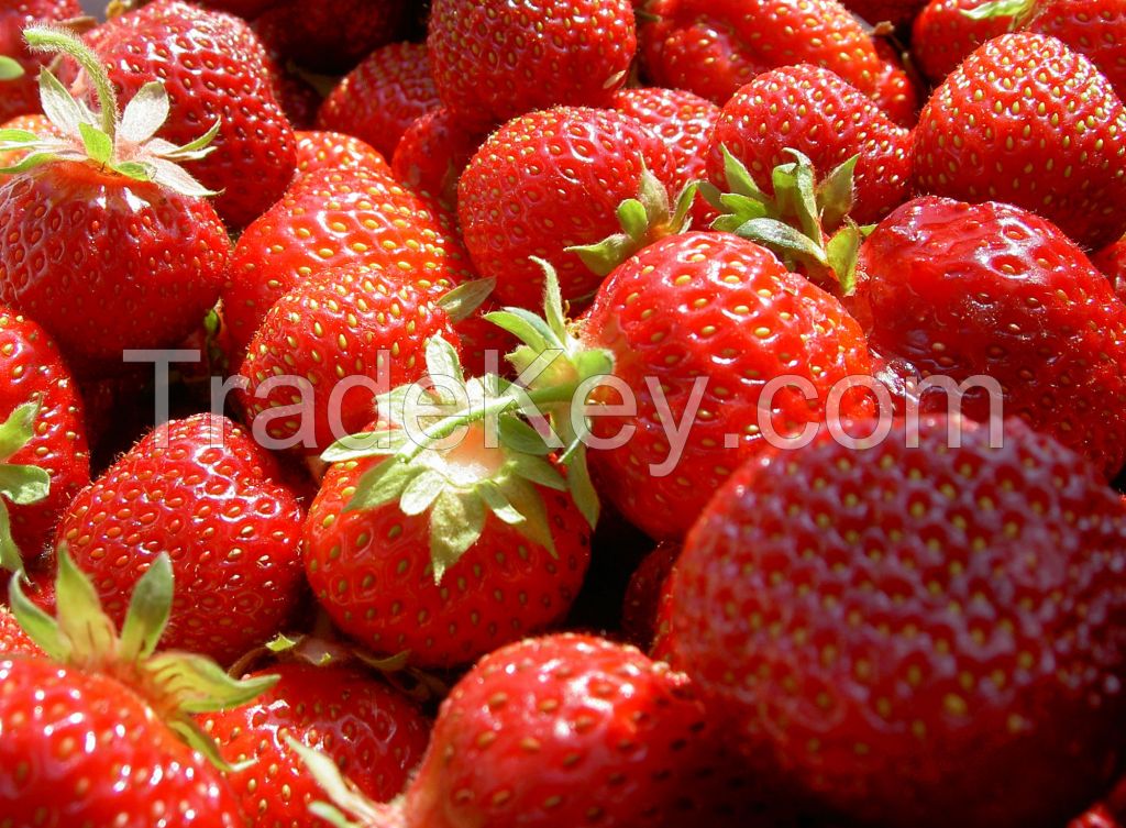 Fresh strawberry with high quality