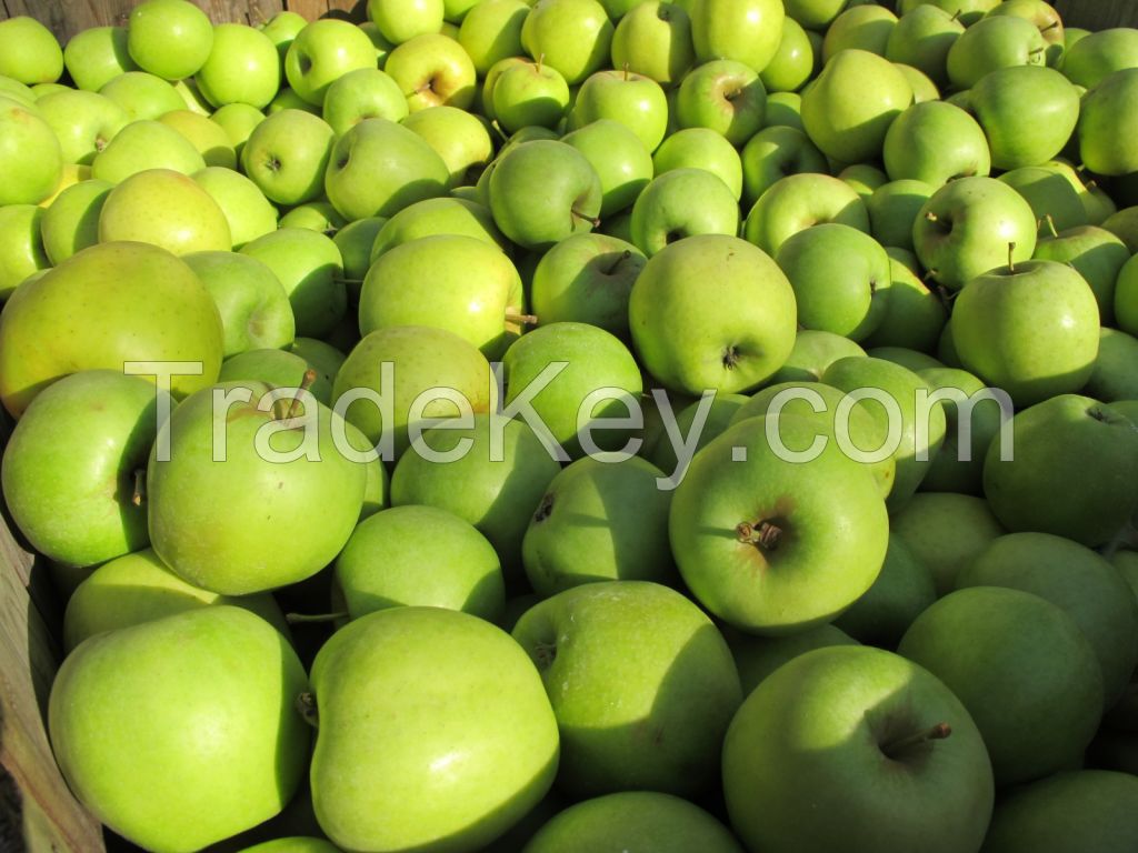 Best Price Fresh Apple Fruits