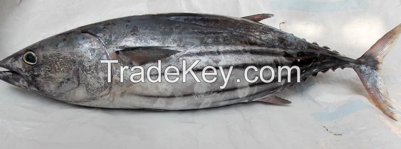 New season frozen horse mackerel fish with competitive price