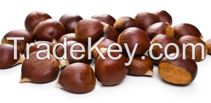 Raw Dried Chestnutsin bulk