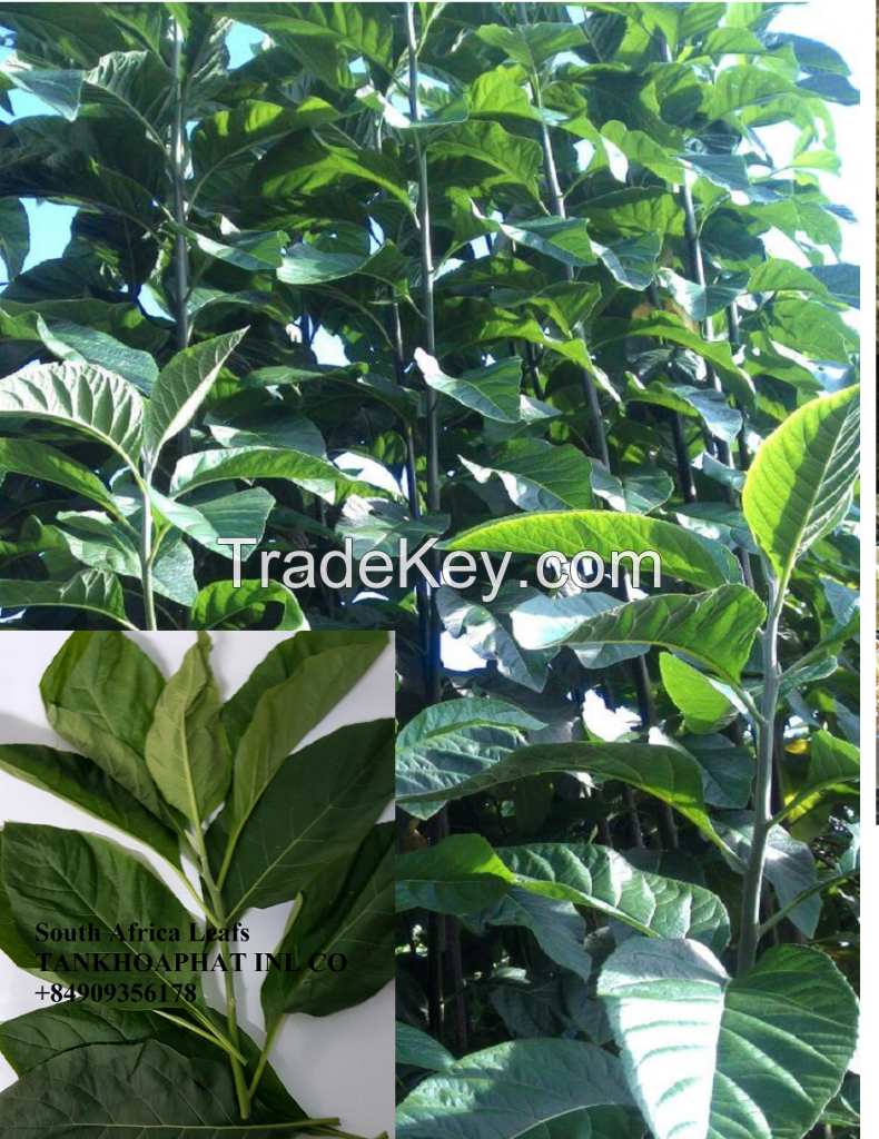 vietnam south africa leaf teas