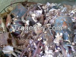 Dried Loster shell/Frozen loster shell