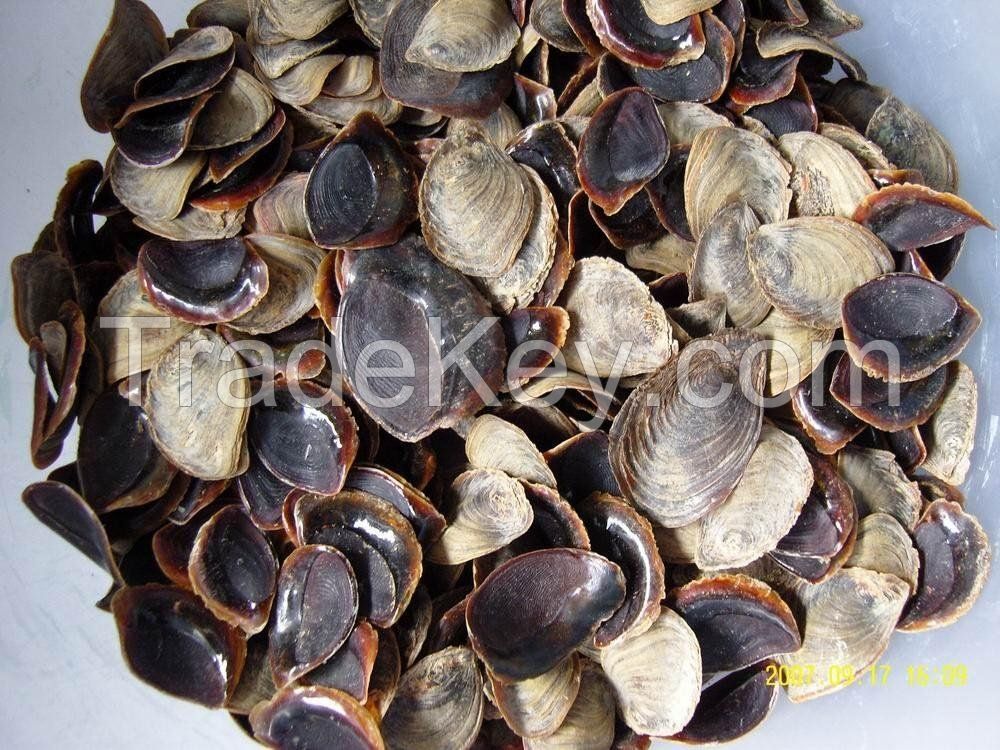 topshell operculum murex operculum operculum from seashell