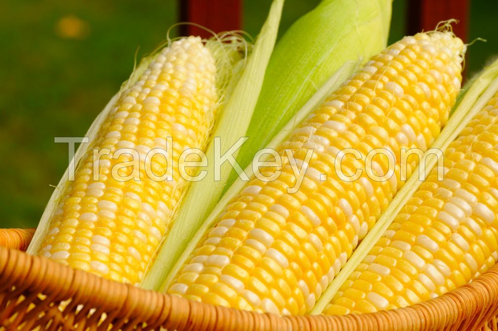 Best Price Yellow Corn /White Corn /maize For Sale