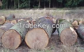 Fresh cut Oak Logs and Beech Logs Grade A/B/C