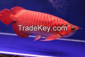 Red Tail Gold Arowana Fish for Sale