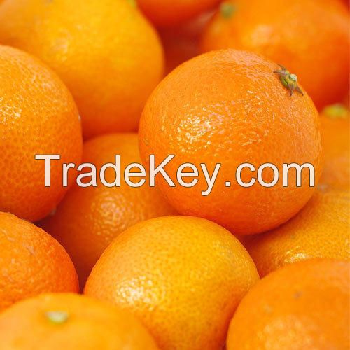 Premium fresh oranges or Fresh citrus fruits for export, ready to load to any destination