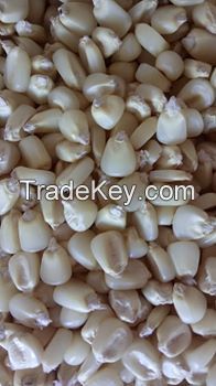 Hot sales White maize /yellow corn and Maize Meal available