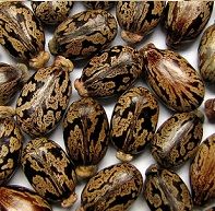 Castor Seeds