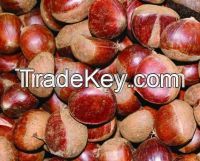 High Quality Fresh Chestnuts