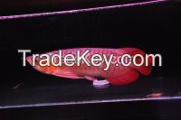 Malaysian Red Arowana Fish