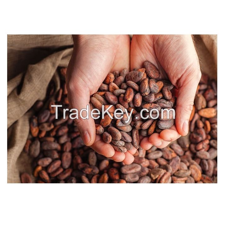100% Natural Raw Cocoa Beans, Dried Cacao Beans