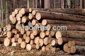 Teak logs