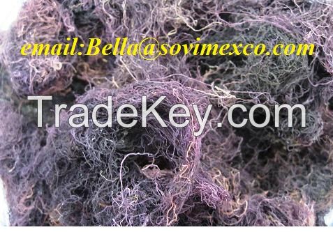 Sell  dried Gracilaria seaweed